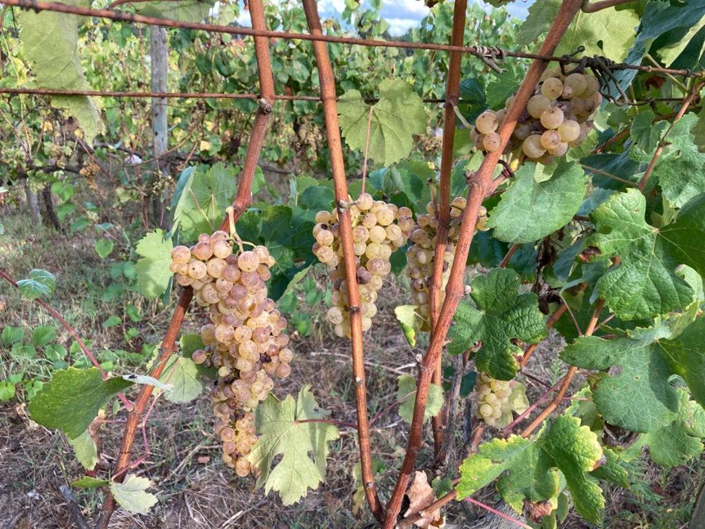 Quinta Do Pinheiro
