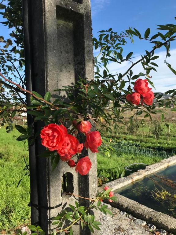 Quinta Do Pinheiro Farm stay Guimaraes