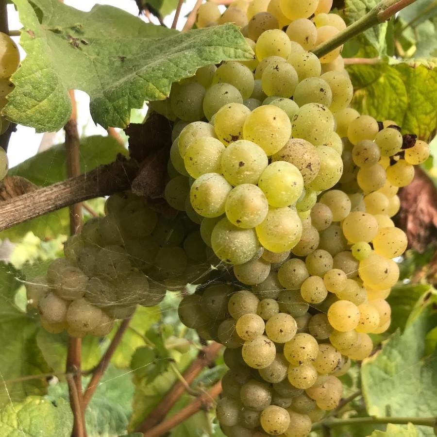 Bauernhof Quinta Do Pinheiro