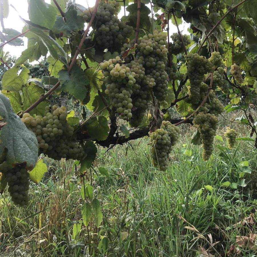Farm stay Quinta Do Pinheiro Guimaraes
