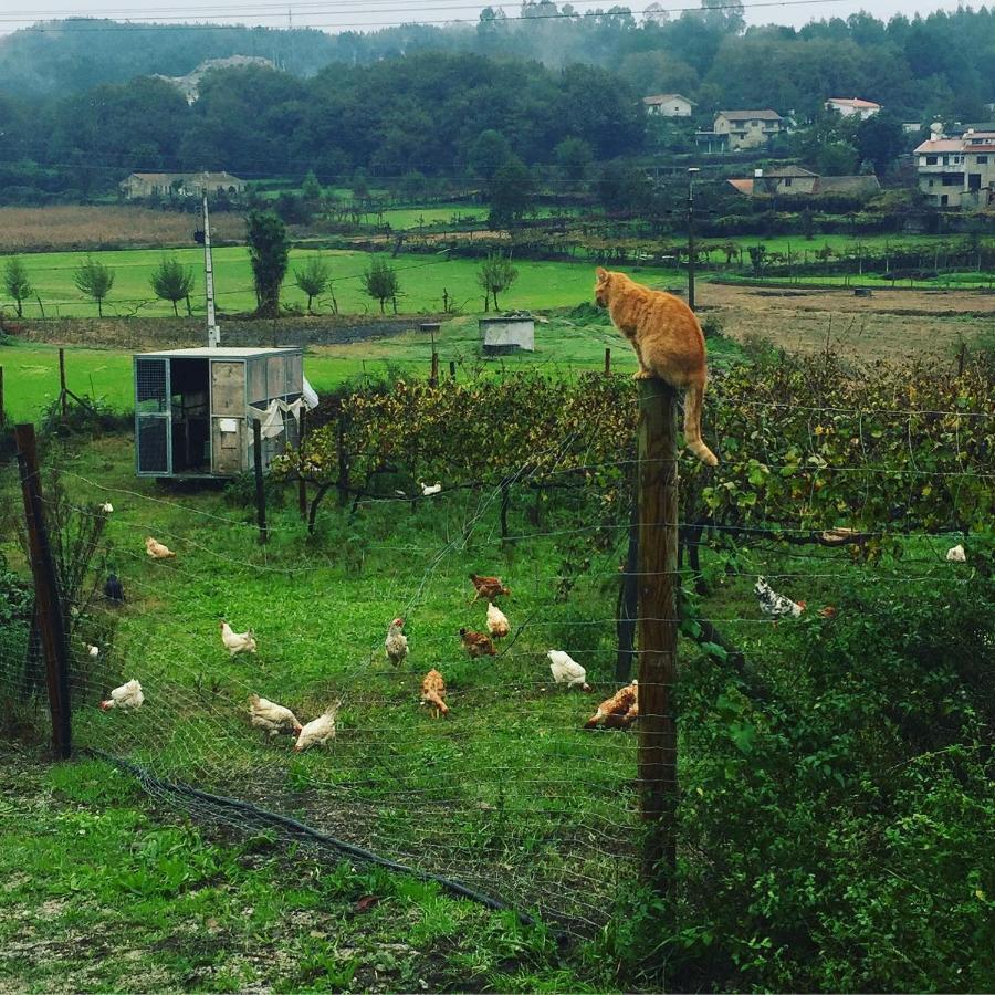 Quinta Do Pinheiro * Guimaraes